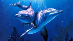 Dolphins underwater aquatic