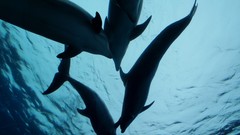 Dolphins underwater Mammals