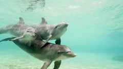 Dolphins underwater Mammals