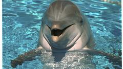 Dolphins water Animals Aquarium