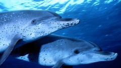 Dolphins wildlife