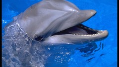 Dolphins wildlife