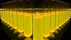 Don fergit yeller fellers