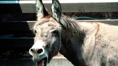 Donkey