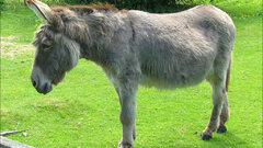 Donkey animal