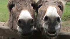 Donkeys