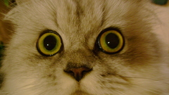 Dont have Photoshop on