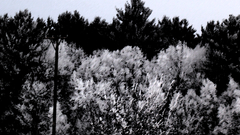 Dose woods Made This