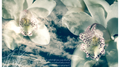 Douglas Adams The Hitchhikers