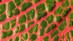 Dragon skin patterns Textures