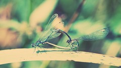 Dragonflies