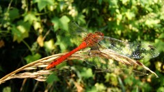 Dragonflies