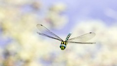 Dragonflies