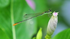 Dragonflies