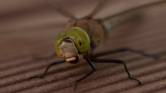 Dragonflies Eyefinity