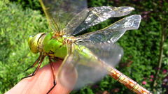 Dragonflies insect Animals insects