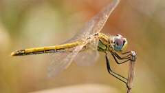 Dragonflies insect Animals macro blurred wings Simple Background