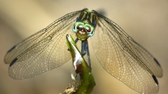Dragonfly high Resolution