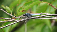 Dragonfly high Resolution