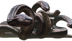 Dragons dogma hydra video games