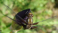 Dragons fly dragon Animals