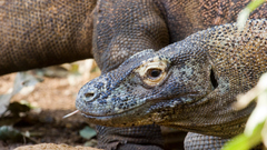 Dragons komodo dragon Animals