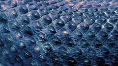 Dragons scales macro