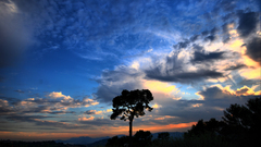 Dramatic sky alone tree