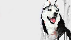 Drawings husky
