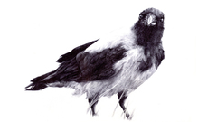 Drawings raven