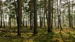 Dream forest wide nature