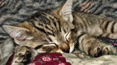 Dreams cats Kittens tabby wildlife Photo manipulation