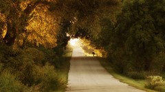 Dreams nature Trees cold roads forests