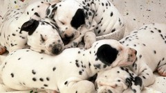 Dreams Puppies Dalmatians