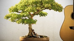 Dreams Trees instruments guitars Photo manipulation