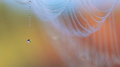 Drop canvas water drops spider webs