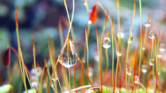 Drop grass dew nature