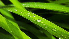 Drop grass nature