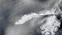 Drops by Zlata petal