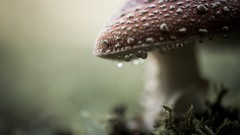 Drops mushrooms