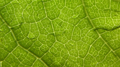 Drops nature Green leaf