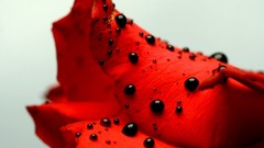 Drops Plants flower petals