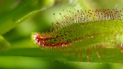 Drosera capensis luc viatour
