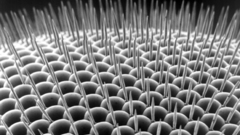 Drosophilidae compound eye high