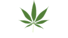 Drugs leaves marijuana