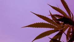 Drugs leaves marijuana Plants