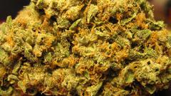 Drugs marijuana