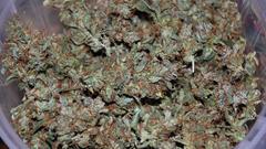 Drugs marijuana