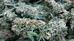 Drugs marijuana