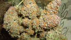 Drugs marijuana